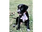 Adopt PUPPY DICKENS a Black - with White Labrador Retriever / Mixed dog in