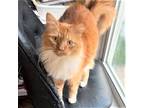 Adopt KITTY HARRIS a Orange or Red (Mostly) Domestic Longhair / Mixed (long