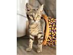 Adopt KITTEN SPENCER a Gray, Blue or Silver Tabby Domestic Mediumhair / Mixed