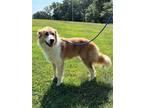 Adopt BOOGIE WOOGIE a Tan/Yellow/Fawn - with White Great Pyrenees / Collie /