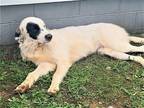 Adopt PUPPY LUTHER a White - with Black Great Pyrenees / Mixed dog in richmond