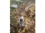 Adopt Itsy a Labrador Retriever dog in Littleton, CO (38631401)