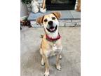 Adopt DIAMOND JACK a Labrador Retriever / Mixed dog in richmond, VA (38897092)