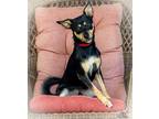 Adopt RALPHIE a Black - with Tan, Yellow or Fawn Miniature Pinscher / Australian