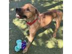 Adopt Johnny a Brown/Chocolate Mixed Breed (Large) / Mixed dog in Titusville