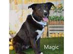 Adopt Magic a Border Collie