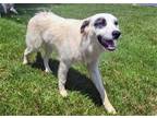 Adopt PUPPY BLACK EIMAN a White - with Black Great Pyrenees / Mixed dog in