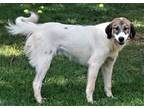 Adopt PATRIOT a Tricolor (Tan/Brown & Black & White) Great Pyrenees / Mixed dog