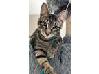 Adopt KITTEN ROLY REX a Gray, Blue or Silver Tabby Domestic Mediumhair / Mixed