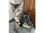 Adopt KITTEN LYNX a Gray, Blue or Silver Tabby Domestic Mediumhair / Mixed cat