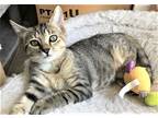 Adopt KITTEN FOXWOOD a Gray, Blue or Silver Tabby Domestic Mediumhair / Mixed