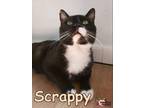 Adopt Scrappy a Domestic Shorthair / Mixed (short coat) cat in Douglasville