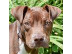 Adopt Daryl a Brown/Chocolate - with White American Staffordshire Terrier /