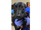 Adopt Belinda a Pit Bull Terrier / Mixed dog in Birmingham, AL (38680185)