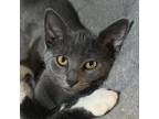 Adopt Will Furry a Gray or Blue Domestic Shorthair / Mixed cat in Cumming