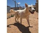 Adopt Phil a White German Shepherd, Husky