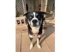 Adopt Finn a Tricolor (Tan/Brown & Black & White) Husky / Pit Bull Terrier /