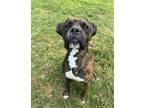 Adopt Prime a Brindle Boxer / Mixed dog in Harrisville, WV (38775247)