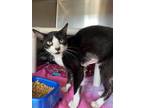 Adopt Loretta a Black & White or Tuxedo Domestic Shorthair / Mixed (short coat)