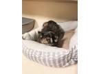 Adopt Pepper a Tortoiseshell Domestic Shorthair / Mixed (short coat) cat in