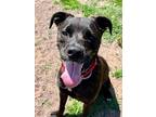 Adopt Scooter a Brindle Pit Bull Terrier / Mixed dog in Webster, WI (38775271)