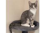 Adopt Peppadew a Domestic Shorthair / Mixed cat in Battle Ground, WA (38720869)
