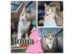 Adopt Roma a Brown Tabby Domestic Shorthair / Mixed (short coat) cat in Oak