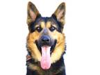 Adopt MAX a German Shepherd Dog