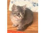 Adopt KITTEN TOTORO a Gray or Blue Domestic Longhair / Mixed (long coat) cat in