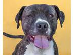 Adopt ROCKY a Pit Bull Terrier