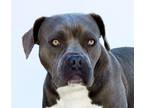 Adopt DODGE a Pit Bull Terrier