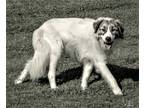 Adopt JELLY ROLL a Gray/Silver/Salt & Pepper - with White Great Pyrenees / Mixed