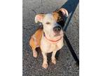 Adopt Harley a Tan/Yellow/Fawn - with White American Staffordshire Terrier /