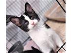 Adopt KITTEN BLIND IVY a Black & White or Tuxedo Domestic Shorthair / Mixed cat