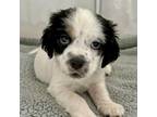 Adopt Puppy Ralph a Cocker Spaniel