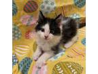 Adopt Toulouse a Domestic Long Hair