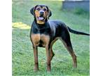 Adopt AMAZING AVA a Rottweiler / Labrador Retriever / Mixed dog in Hagerstown