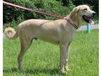 Adopt Ralphy 37837 a Tan/Yellow/Fawn - with White Labrador Retriever / Hound