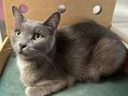 Adopt Gumphrey a Gray or Blue Domestic Shorthair / Domestic Shorthair / Mixed