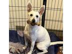 Adopt Fred a Bull Terrier, Mixed Breed