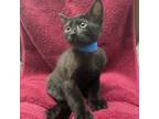 Adopt Footloose a All Black Domestic Shorthair / Domestic Shorthair / Mixed cat