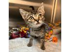 Adopt Selena a Brown or Chocolate Domestic Shorthair / Domestic Shorthair /