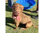 Adopt Buttercup a Brown/Chocolate Pit Bull Terrier / Mixed dog in El Paso