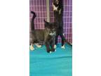 Adopt Chums a All Black Domestic Shorthair / Mixed cat in El Paso, TX (38740648)