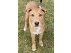 Adopt Raisin a Tan/Yellow/Fawn Husky / Labrador Retriever / Mixed dog in