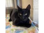 Adopt Jinx a Domestic Short Hair