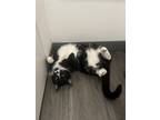 Adopt Cammron a All Black Domestic Shorthair / Domestic Shorthair / Mixed cat in