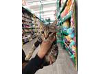 Adopt female 2-name pending a Brown Tabby Domestic Shorthair / Mixed (short