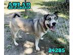 Adopt Atlas a Gray/Silver/Salt & Pepper - with Black Siberian Husky / American