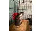 Adopt Atticus-kitten a Brown Tabby Domestic Shorthair / Mixed (short coat) cat